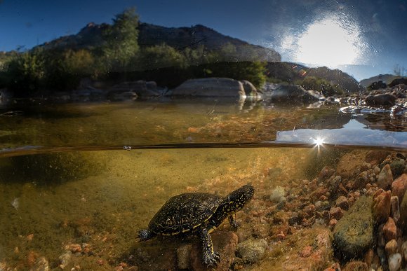 Testuggine palustre europea - European pond turtle