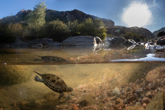 Testuggine palustre europea - European pond turtle