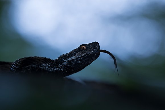 Vipera aspis aspis - Asp viper