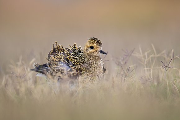 Piviere Dorato -  European golden plover (Pluvialis apricaria)