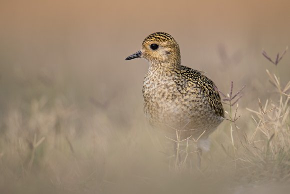 Piviere Dorato -  European golden plover (Pluvialis apricaria)