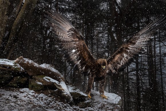 Aquila reale - Golden Eagle