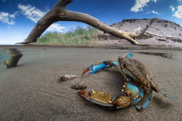 Granchio blu - Blue crab