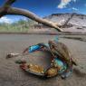 Granchio blu - Blue crab
