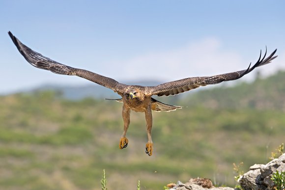 Aquila di Bonelli - Bonelli's eagle (Aquila fasciata)