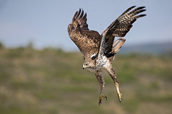 Aquila di Bonelli - Bonelli's eagle (Aquila fasciata)