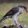 Astore - Northern goshawk (Accipiter gentilis)