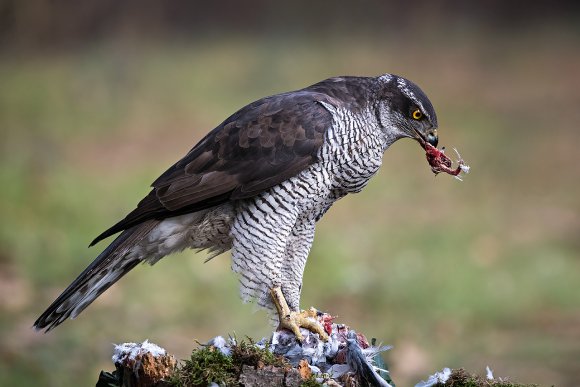 Astore - Northern goshawk (Accipiter gentilis)