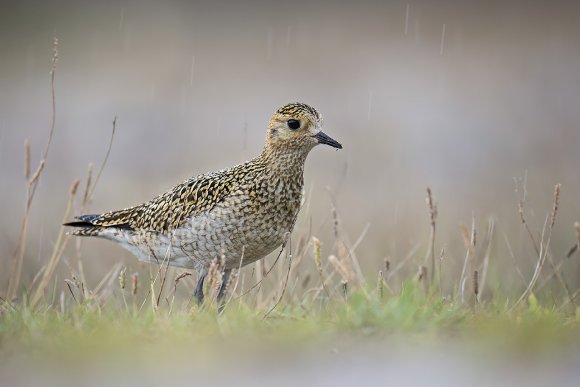 Piviere Dorato -  European golden plover (Pluvialis apricaria)