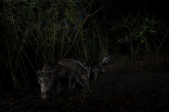 Cinghiali - Wild boar