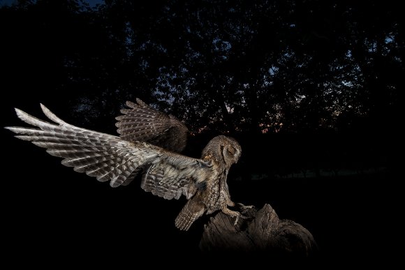 Assiolo - Scops owl