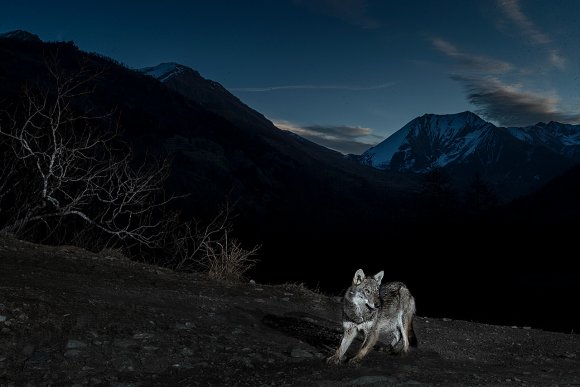 Lupo italico - Italian wolf