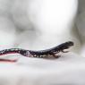 Salamandrina di Savi - Northern spectacled salamander (Salamandrina perspicillata)