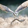 Barbagianni - Barn owl