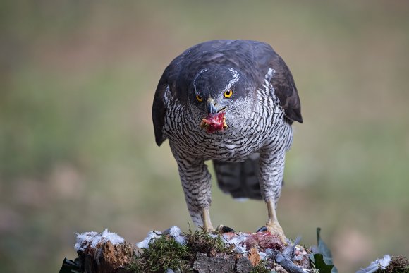 Astore - Northern goshawk (Accipiter gentilis)