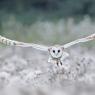 Barbagianni - Barn owl