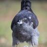 Astore - Northern goshawk (Accipiter gentilis)