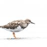 Voltapietre - Ruddy turnstone (Arenaria interpres)