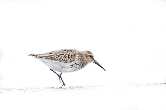 Piovanello pancia nera - Dunlin (Calidris alpina)