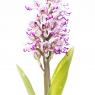 Orchis simia