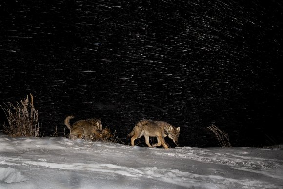 Lupo italico - Italian wolf (Canis lupus italicus)