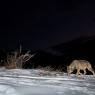 Lupo italico - Italian wolf (Canis lupus italicus)