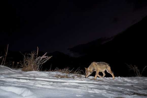 Lupo italico - Italian wolf (Canis lupus italicus)