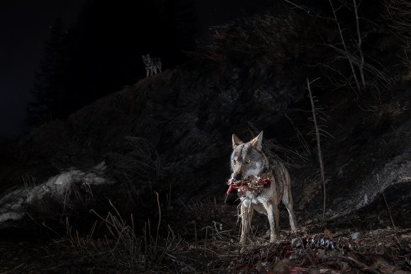 Lupo italico - Italian wolf (Canis lupus italicus)