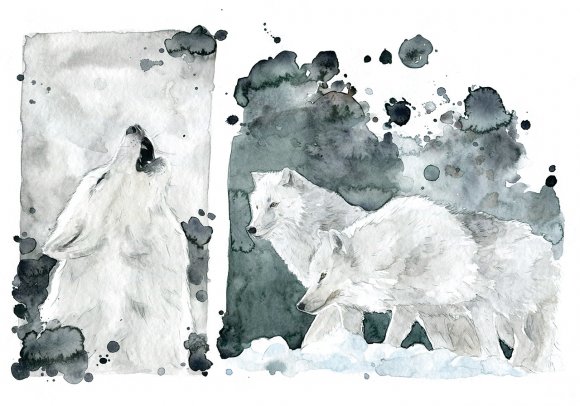 Lupo Artico - Artic Wolf by Giulia Moglia