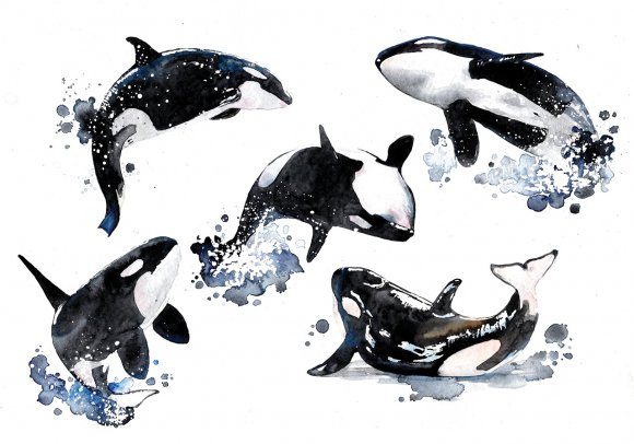 Orca - Killer Whale by Giulia Moglia