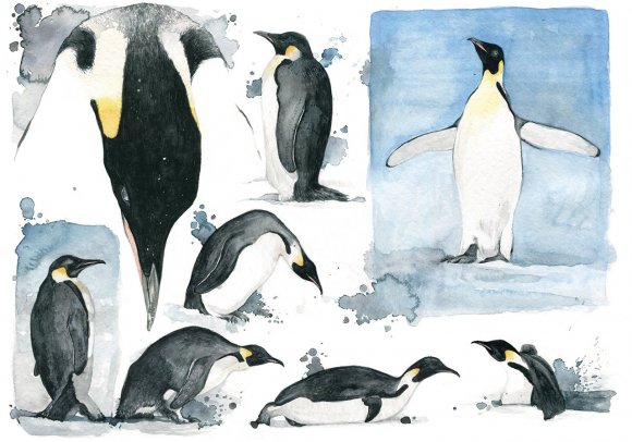 Pinguino Imperatore - Emperor Penguin by Giulia Moglia