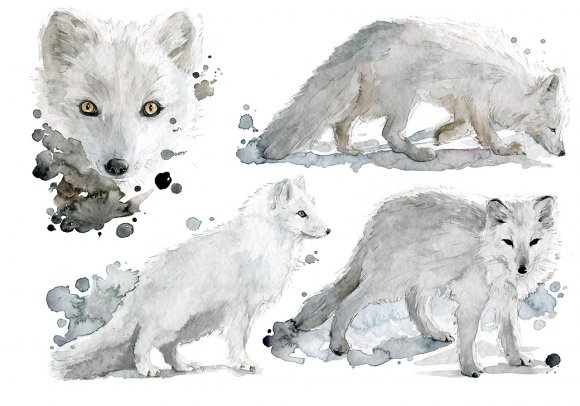 Volpe Artica - Artic Fox by Giulia Moglia