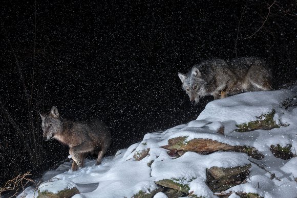 Lupo italico - Italian Wolf