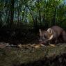 Martora - Pine marten