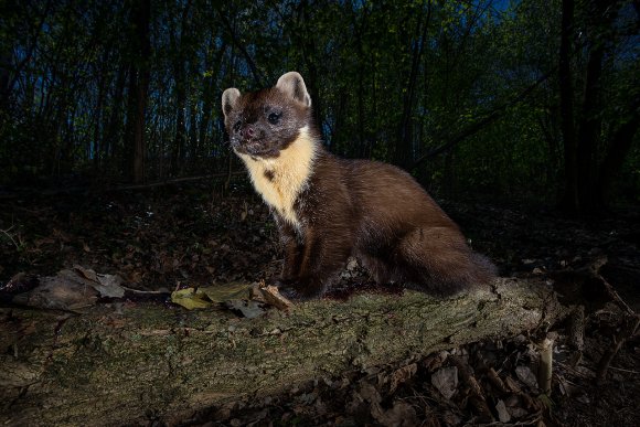 Martora - Pine marten