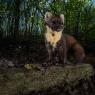 Martora - Pine marten