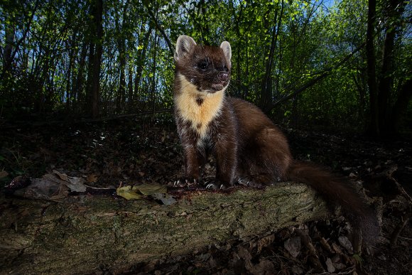 Martora - Pine marten