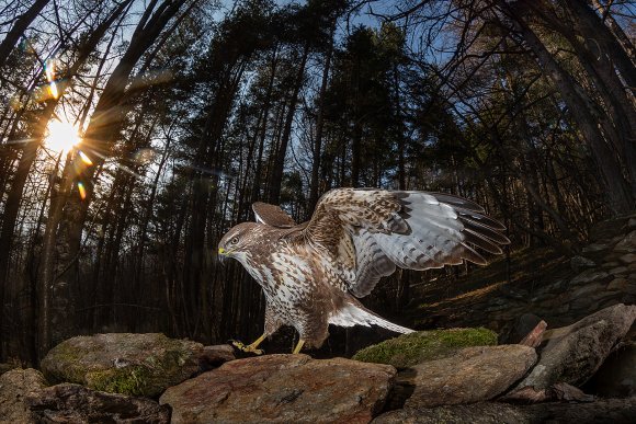 Poiana - Common buzzard