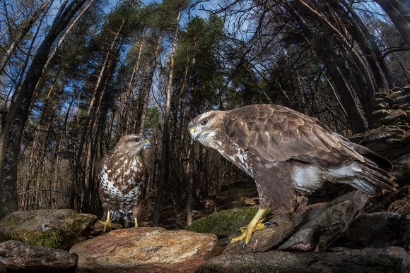 Poiana - Common buzzard