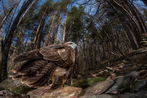 Poiana - Common buzzard