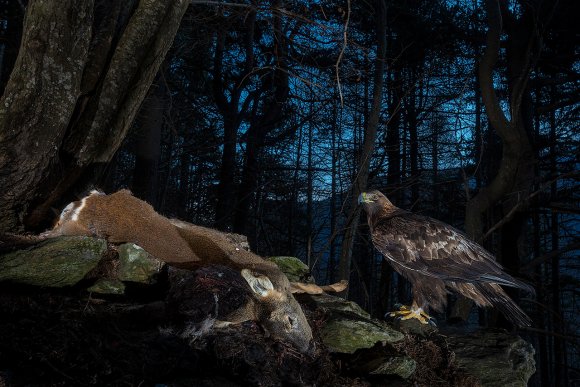 Aquila reale - Golden Eagle