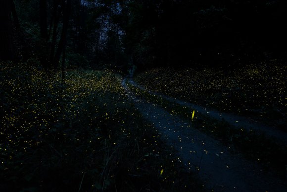 Lucciole - Fireflies