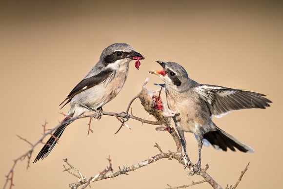 Averla meridionale - Southern grey shrike (Lanius meridionalis)