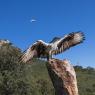 Aquila del Bonelli - Bonelli's Eagle (Aquila fasciata)