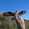 Aquila del Bonelli - Bonelli's Eagle (Aquila fasciata)