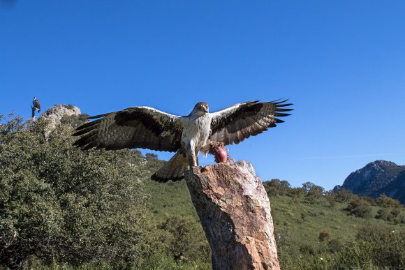 Aquila del Bonelli - Bonelli's Eagle (Aquila fasciata)