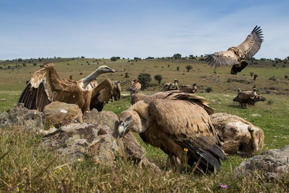 Grifone - Griffon vulture (Gyps fulvus)