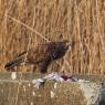 Poiana - Common buzzard (Buteo buteo)