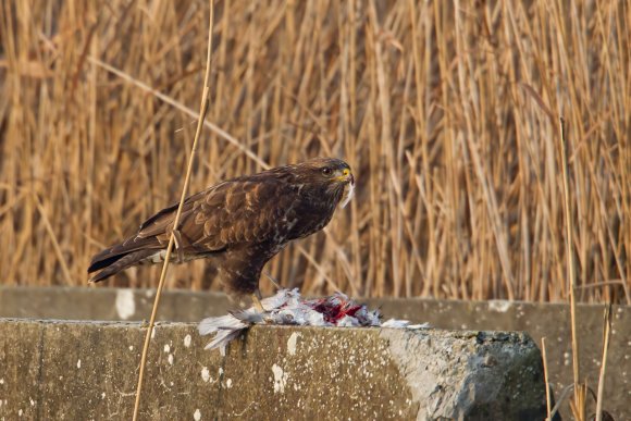 Poiana - Common buzzard (Buteo buteo)