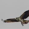 Falco pescatore - Osprey (Pandion haliaetus)